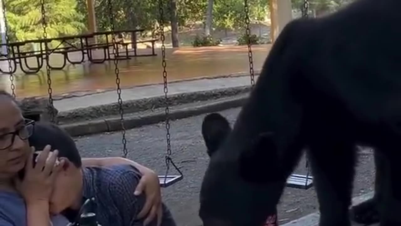 Mom shields her son as a bear eats their food.