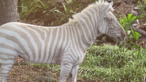 TOP 15 RARE Albino Animals