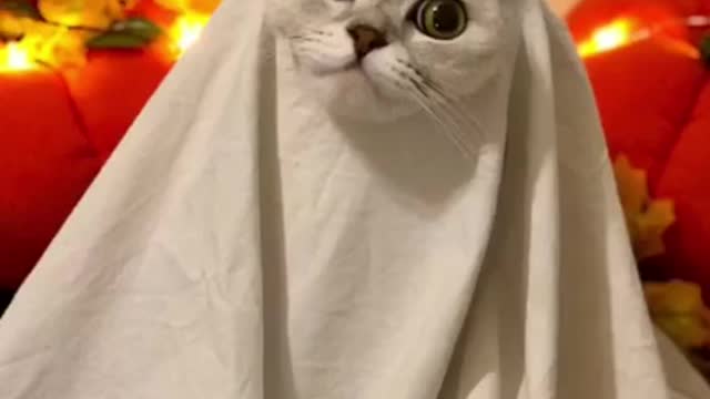 Lovely Cat, black cat, cats, funny cats, funny cat videos #6