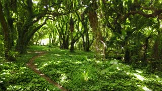 Honolua Jungle Maui Hawaii