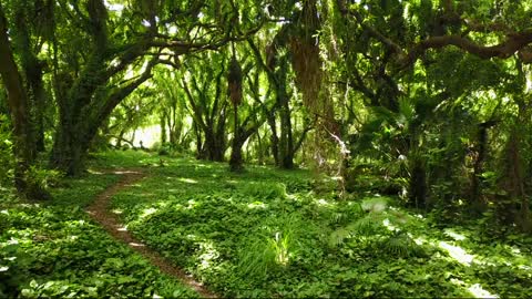 Honolua Jungle Maui Hawaii