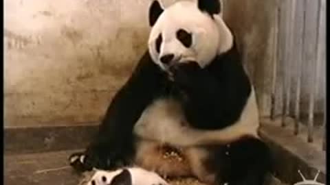 Amazing sneeze panda