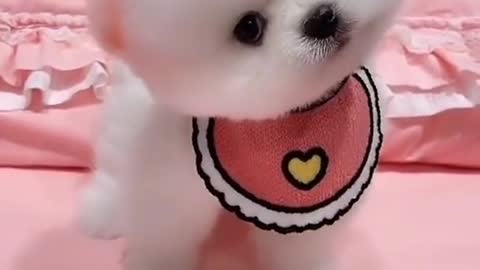 Cute puppy short 😍🤗