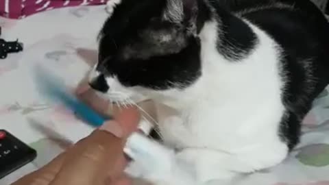 smart kitty