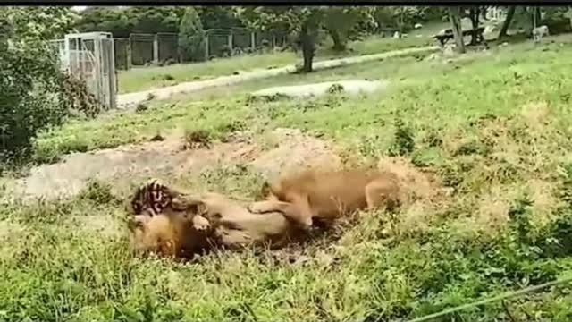 Lion Vs Tigers Are Fighting At Zoo | #trendy