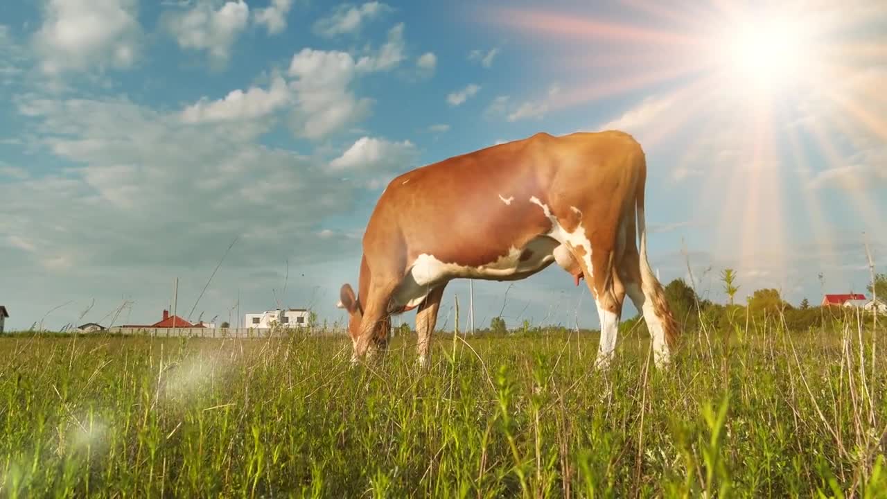 Milk cow on the beautiful meadow