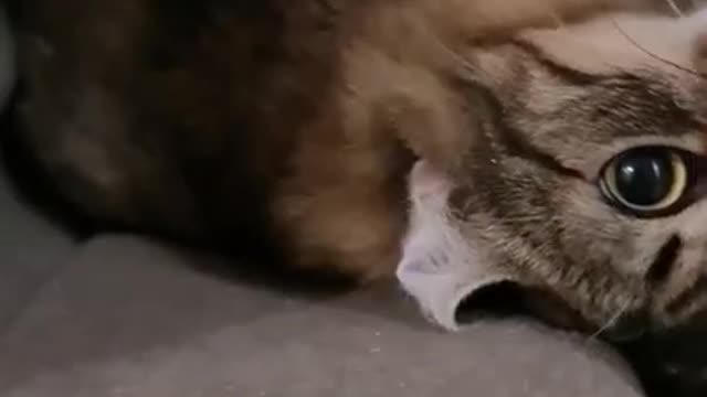 Close up of a Cute Cat
