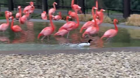 Duck, Duck, GO: Merganser Mealtime at Smithsonian's National Zoo