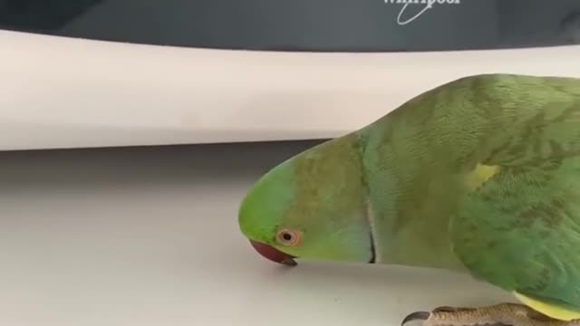 cute❤ Birb Protects Microwave