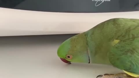 cute❤ Birb Protects Microwave