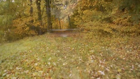 Enchanting Autumn Forests with Beautiful Piano Music