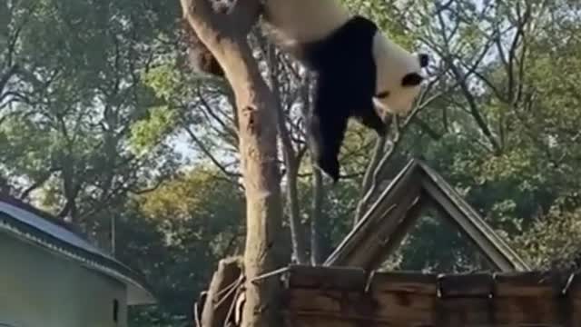 Panda is playing mood now