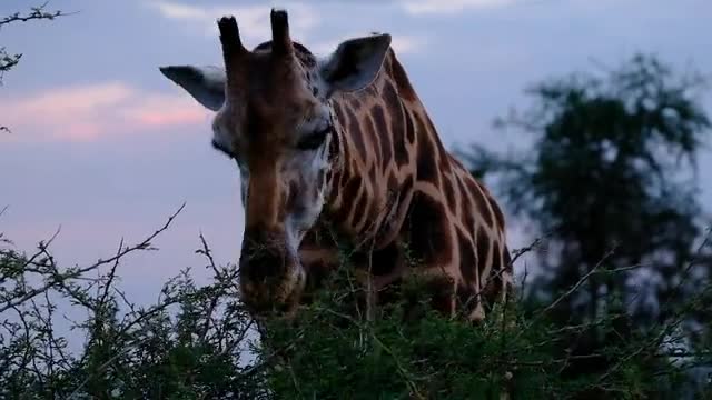 Big Giraffe Feeding On Leaves