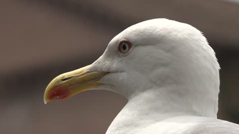 Head of a seagull