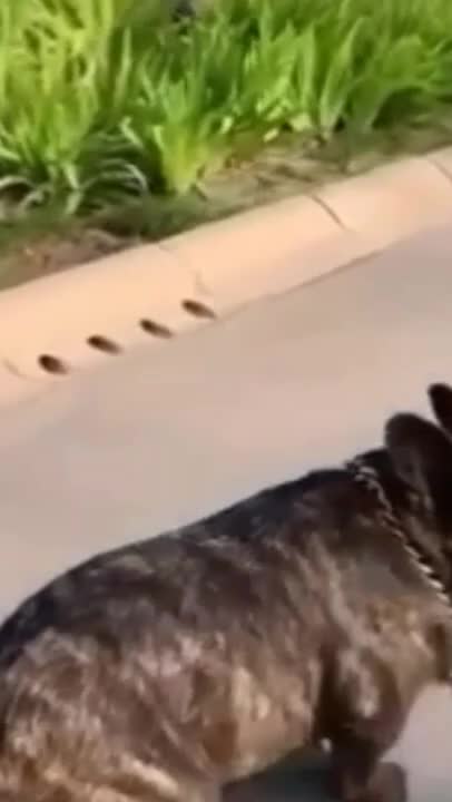 so cute dog animal || shorts||