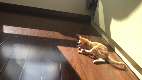 Cat playing under sunlight