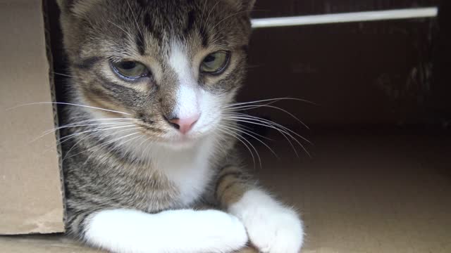 Cute Small Cat Likes to Hide in a Box