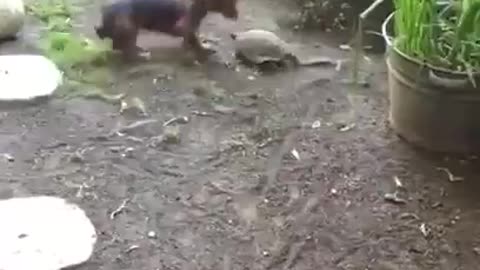 The dog and the turtle play football