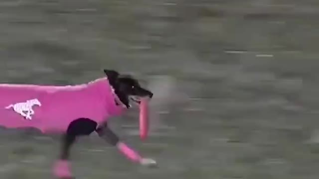 Dog sets frisbee new record