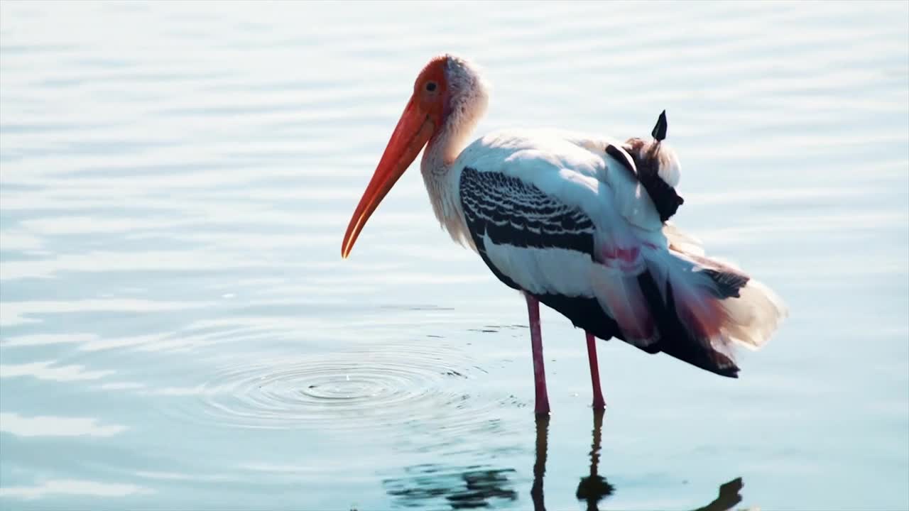 bird in safari zoo