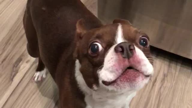 Boston Terrier Howls for Owner