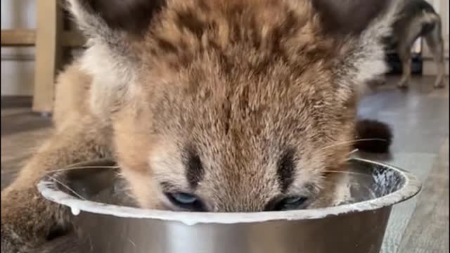 This gluttonous guy eats happily and doesn't waste anything