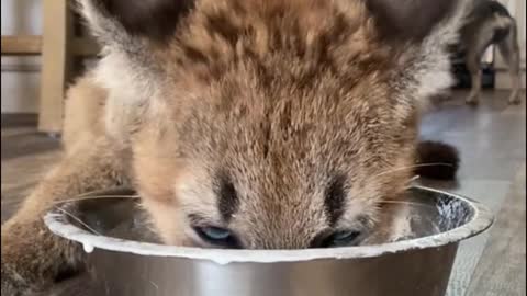 This gluttonous guy eats happily and doesn't waste anything