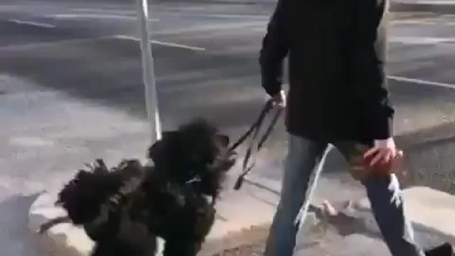This dog is so happy