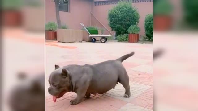 Funny Dog 🐕🐶