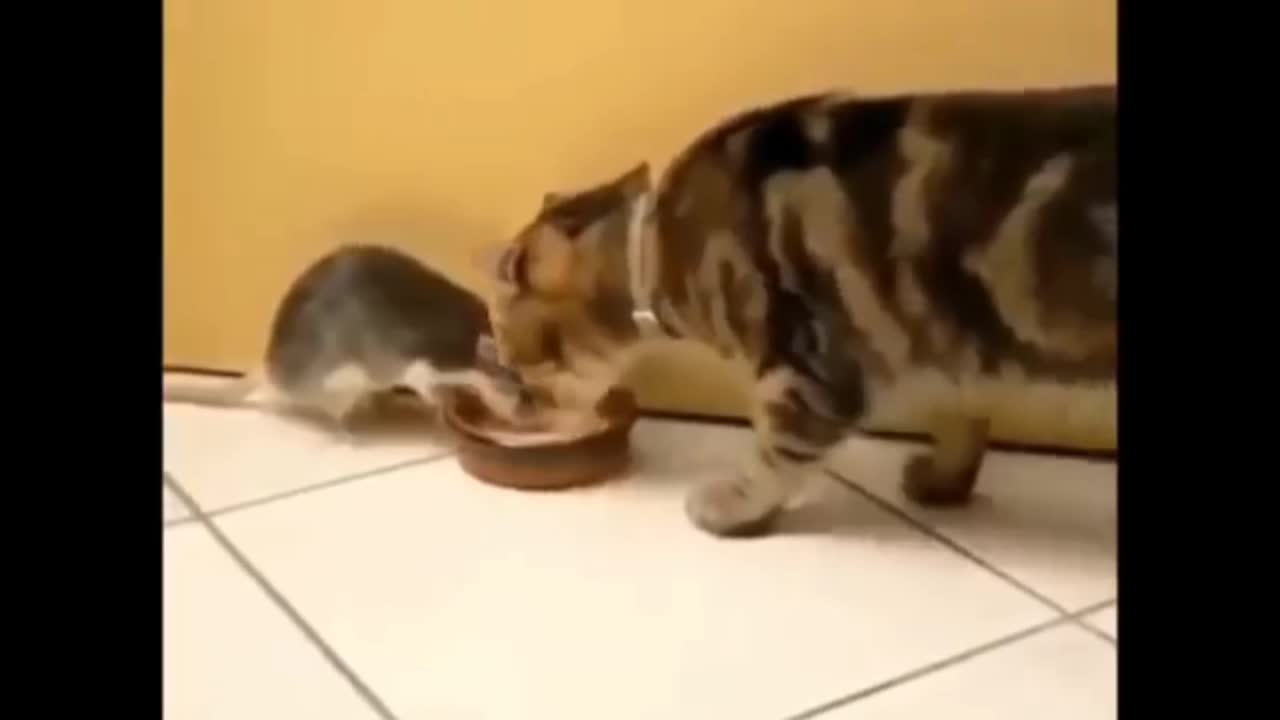 Cat trying to steal food from mouse.