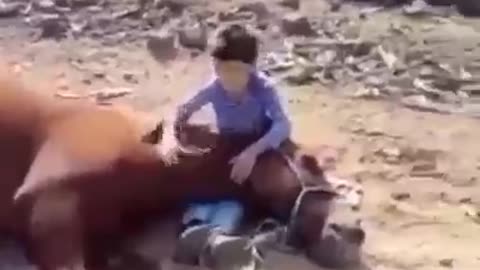 adorable horse sleep on little boy lap .mp4