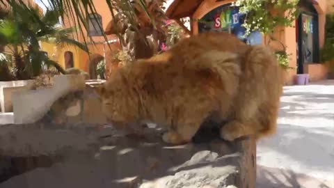 Cute cats eating! Farm cats!