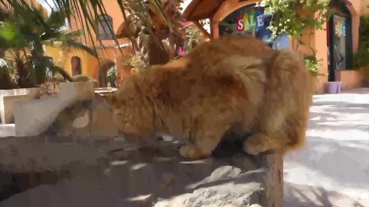 Cute cats eating! Farm cats!