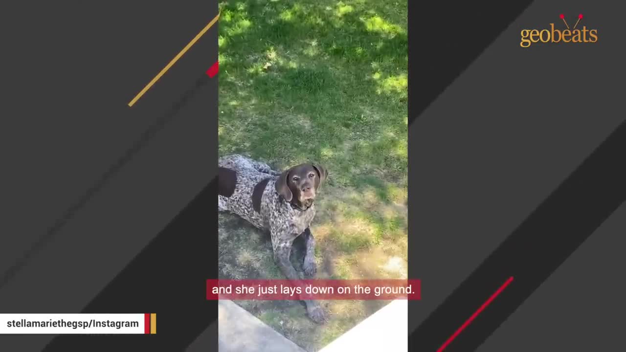 Dog finds a way to have conversations with her woman