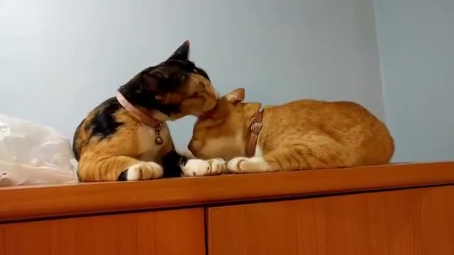 Cute cat love cat interested video