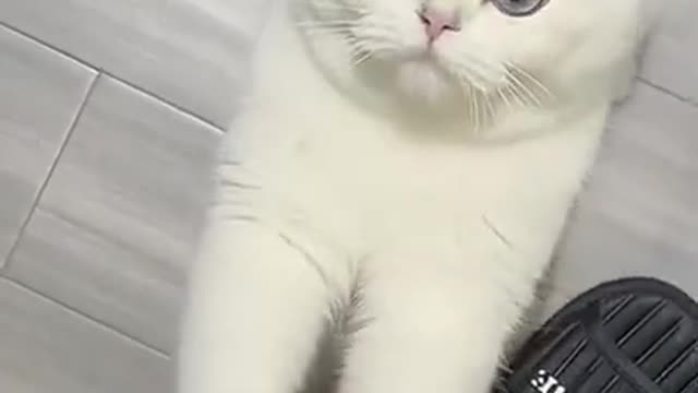 Animals Real 😹 - Best Of The 2021