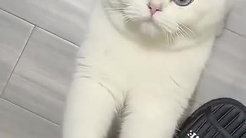 Animals Real 😹 - Best Of The 2021