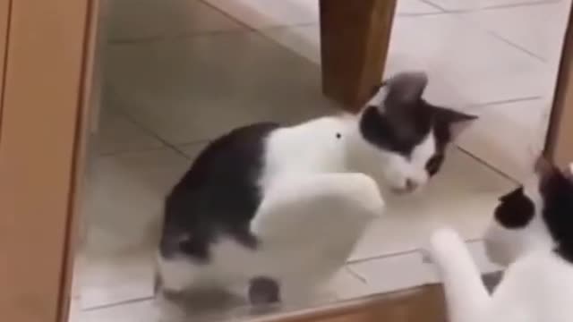 Cute and Funny Dog And Cat