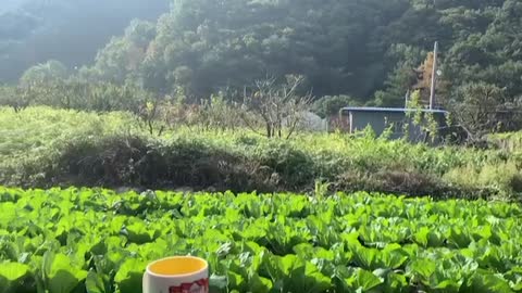 a peaceful morning in the mountain of korea with a cup of morning coffee