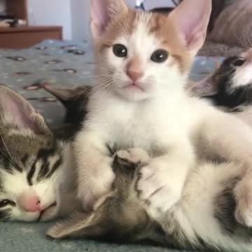 Anak Kucing Yang Cute