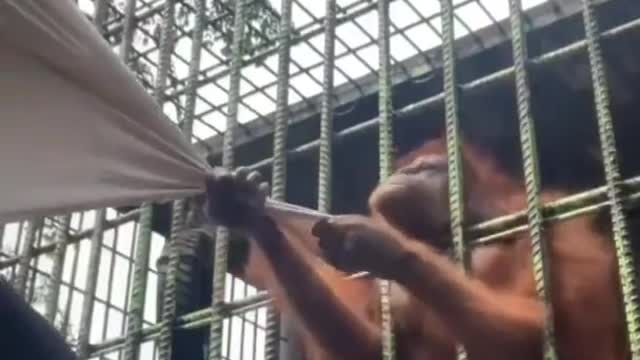 Animal Attack - ORANGUTAN GRABBING MAN