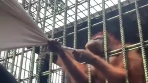 Animal Attack - ORANGUTAN GRABBING MAN