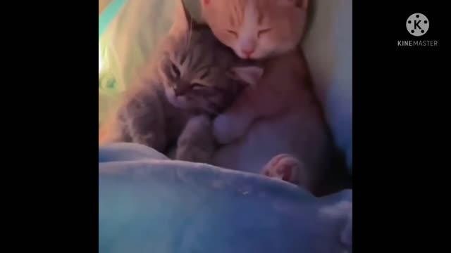 CAT 2