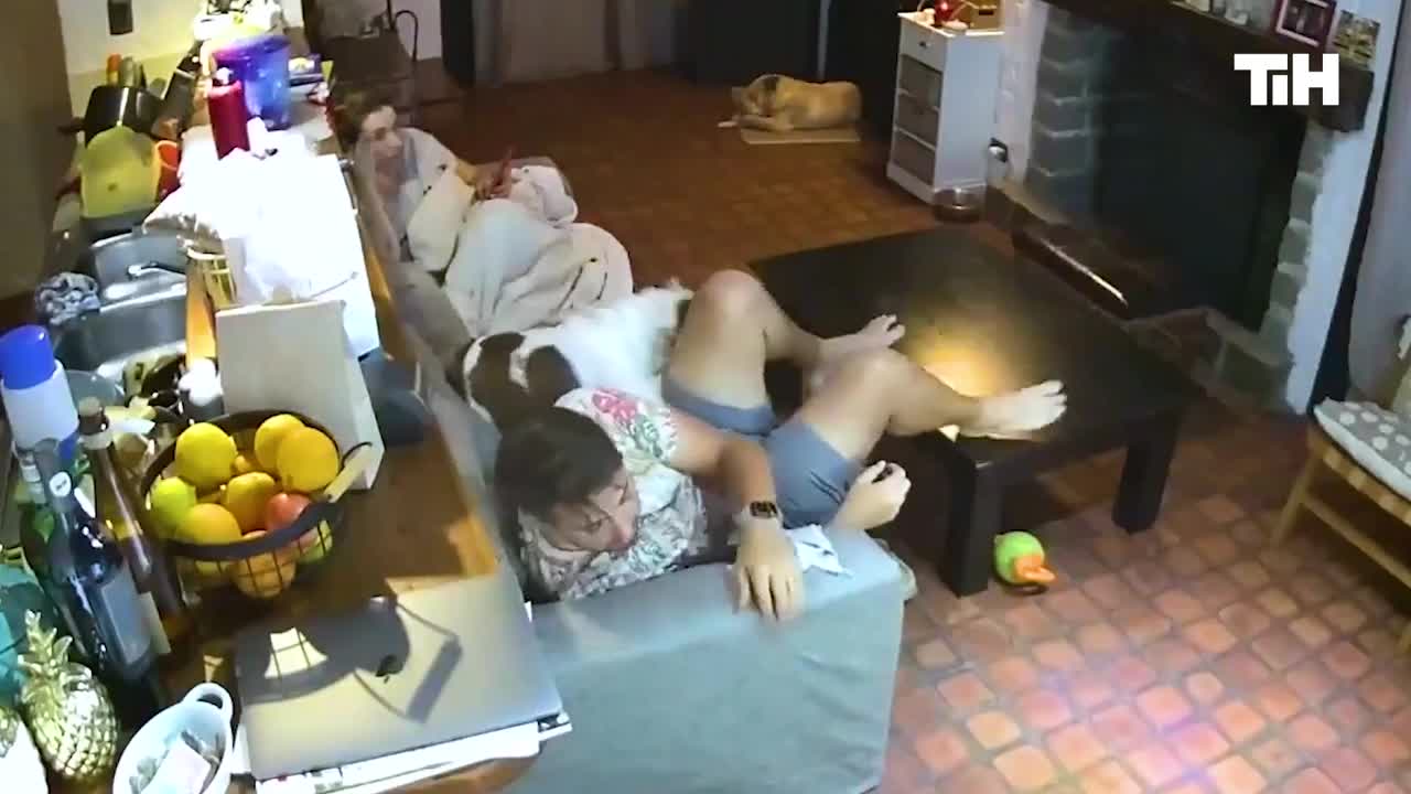 40 Funny Animals Caught On Camera