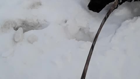 Rocket playing in snow