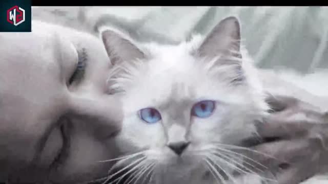 What it TRULY means when your cat wants to cuddle