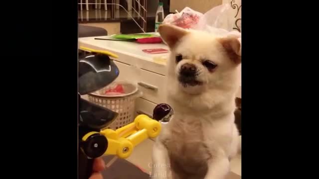 Crazy Animals.TRY NOT TO LAUGH!!!