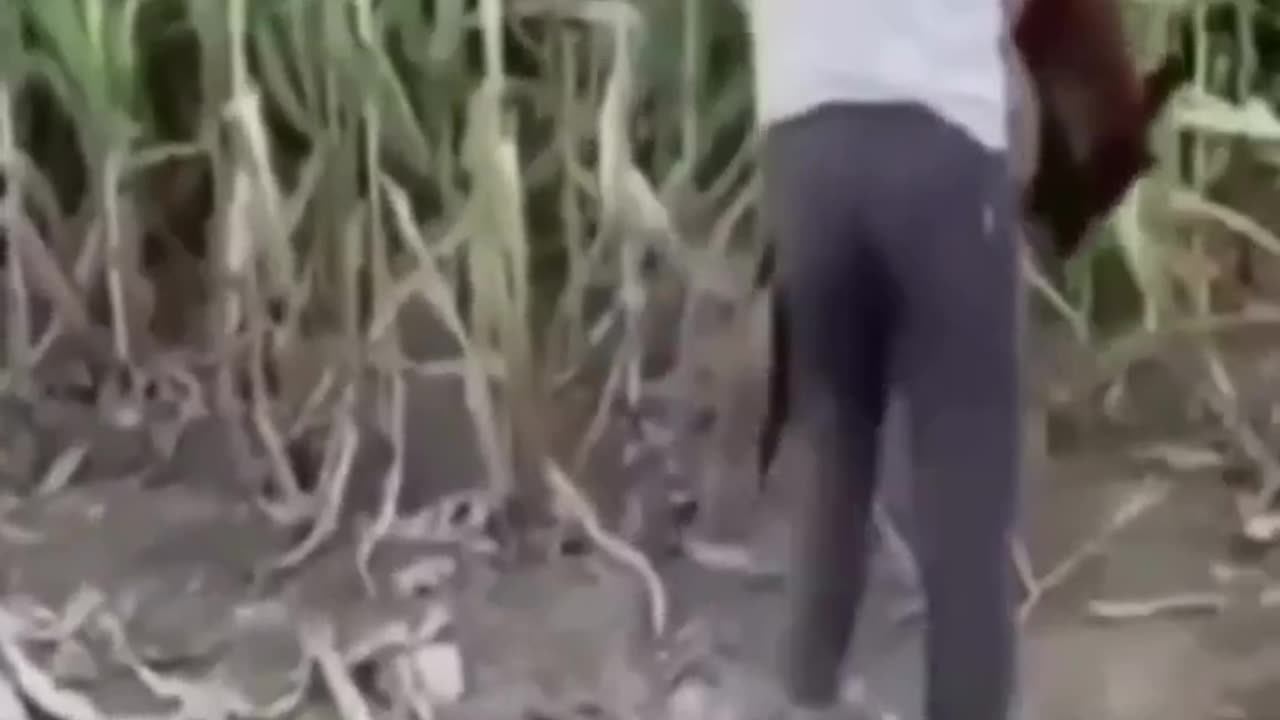 Funny animal video