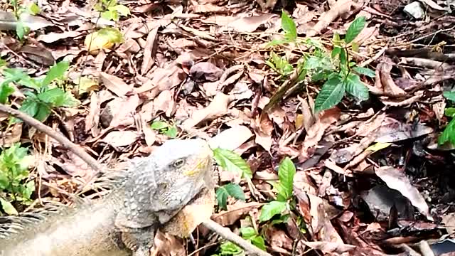 Iguana defends itself from dog attacks.