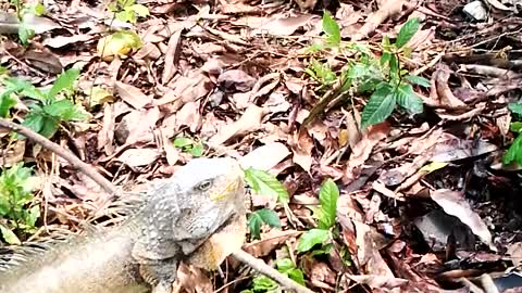 Iguana defends itself from dog attacks.